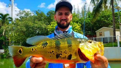 Monster Peacock bass caught by fly fishers in Florida