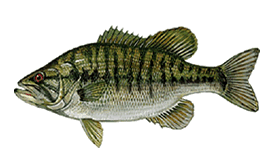 Shoal Bass