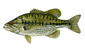 Spotted Bass