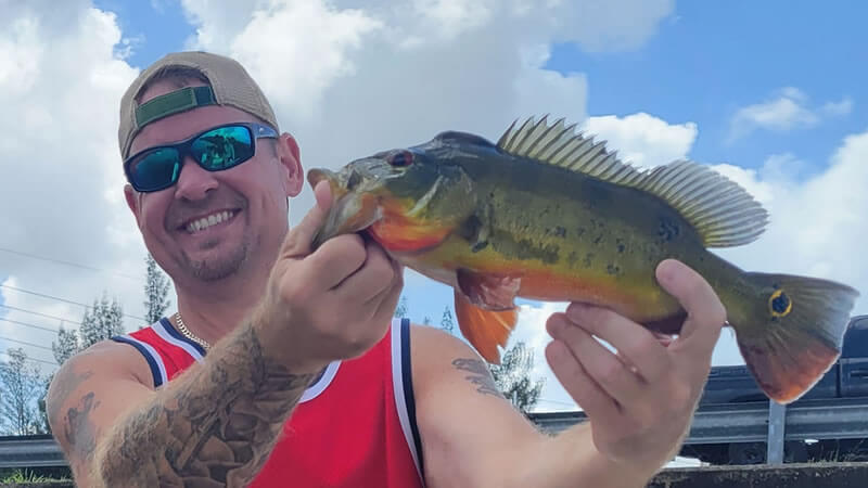 Markham Park Peacock bass