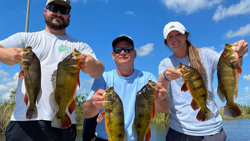 Triple Peacock bass