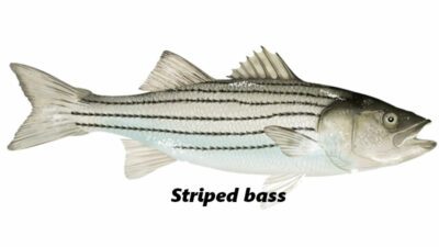 Striped Bass