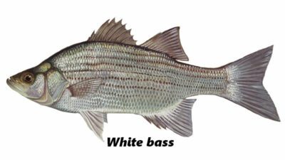 White Bass