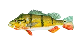 Peacock Bass