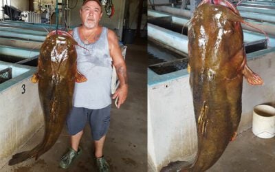 Panhandle Angler catches state record Catfish