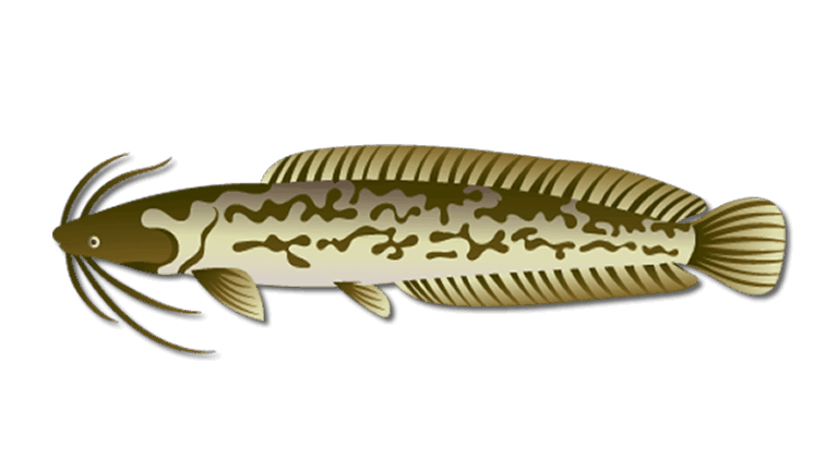 Air Breathing Catfish 3 Air Breathing Catfish