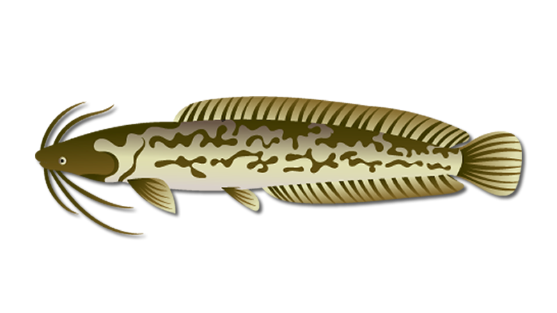 Air Breathing Catfish