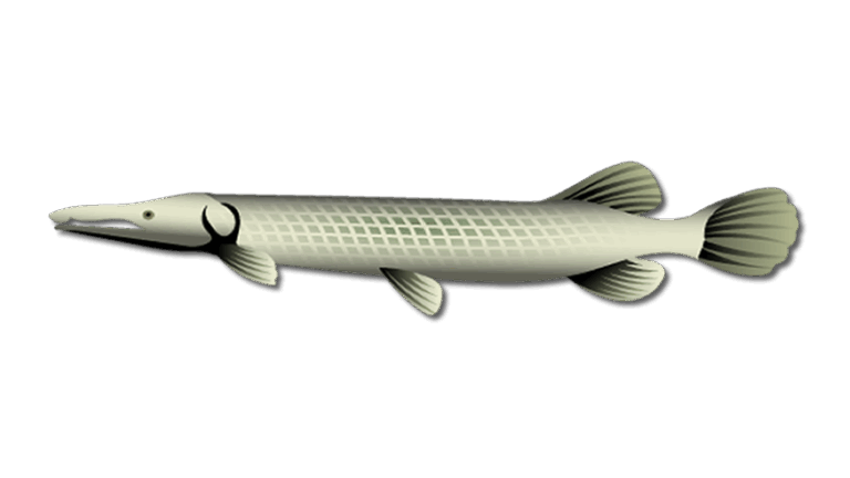 Alligator Gar