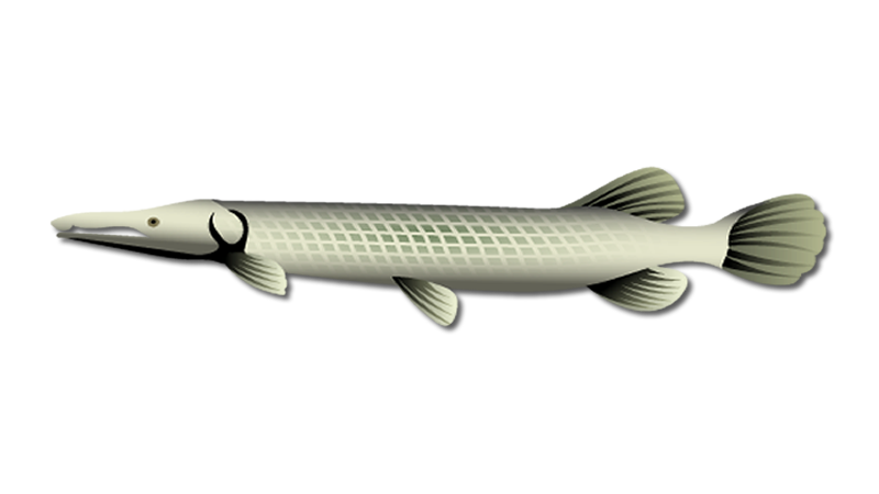 Alligator Gar