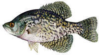 Florida black crappie, speck, crappie