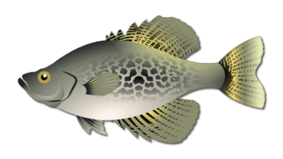 Crappie 39 Crappie