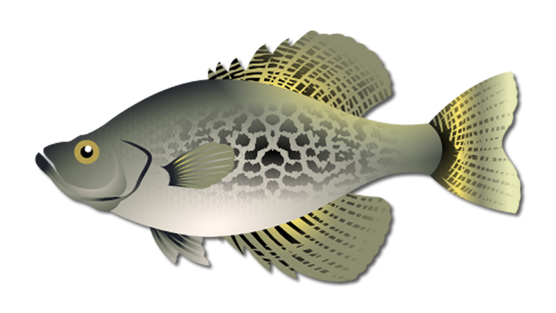 Crappie