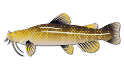 Flathead Catfish