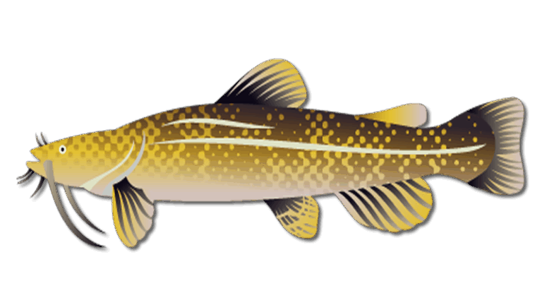 Flathead Catfish