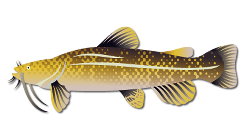 Flathead Catfish