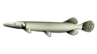 Florida Gar