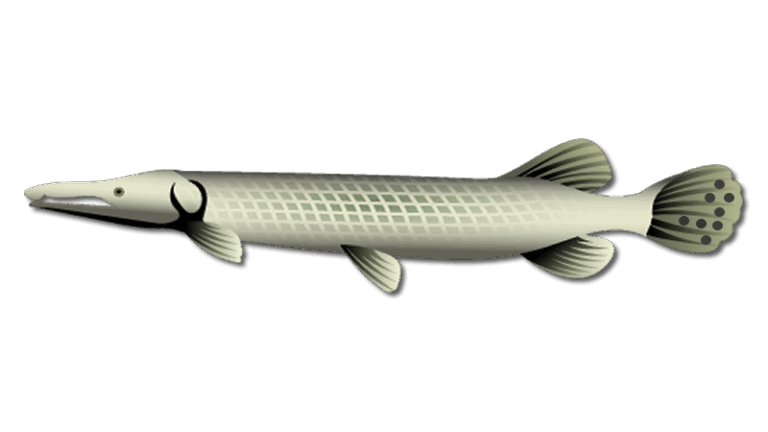 Florida Gar