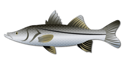 Freshwater Snook