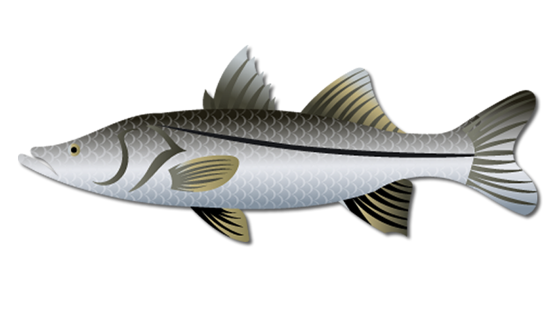 Freshwater Snook