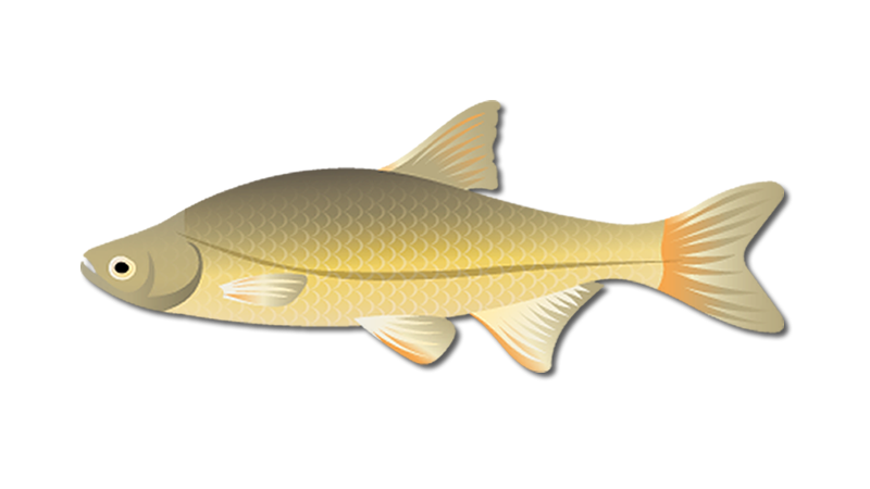 Golden Shiner Fish