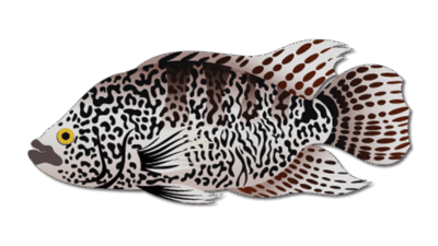 Jaguar Guapote 36 Jaguar Guapote