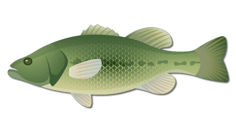 Largemouth Bass