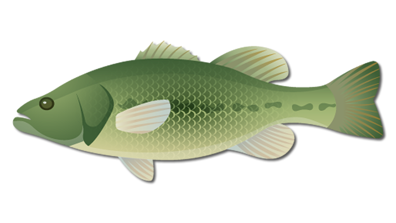 Largemouth Bass