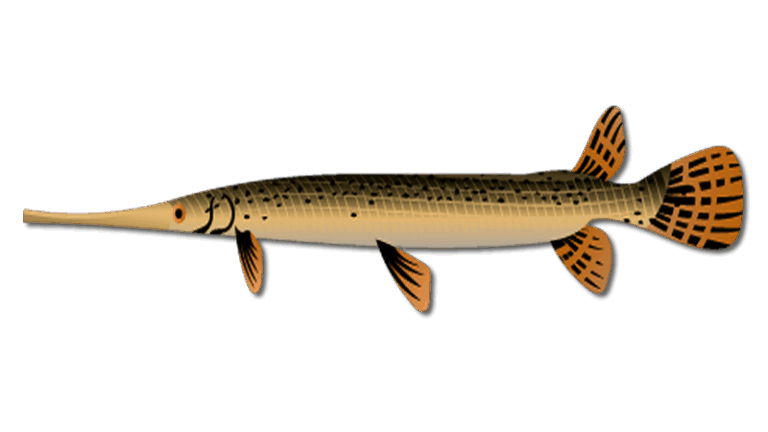 Longnose Gar