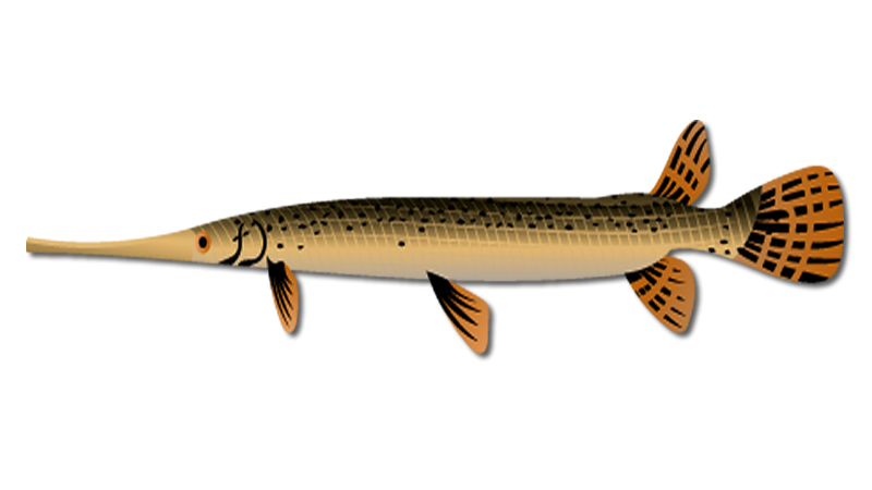Longnose Gar