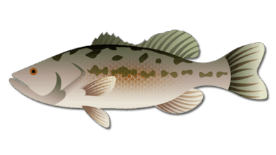 Northern Largemouth Bass 38 Northern Largemouth Bass