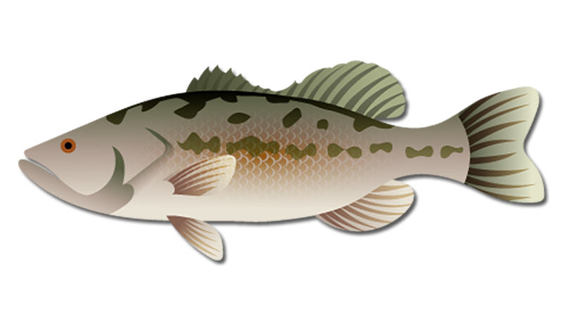 Northern Largemouth Bass