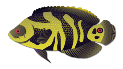 Oscar fish 38 Oscar fish