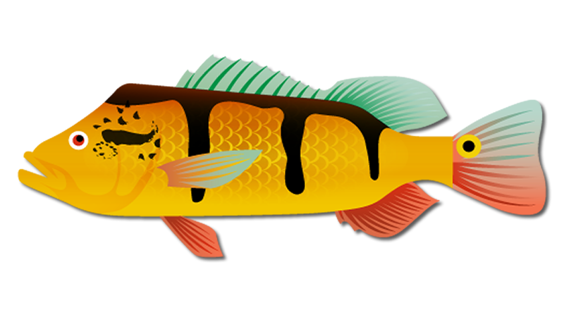 Peacock Bass