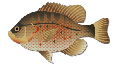Redear Sunfish