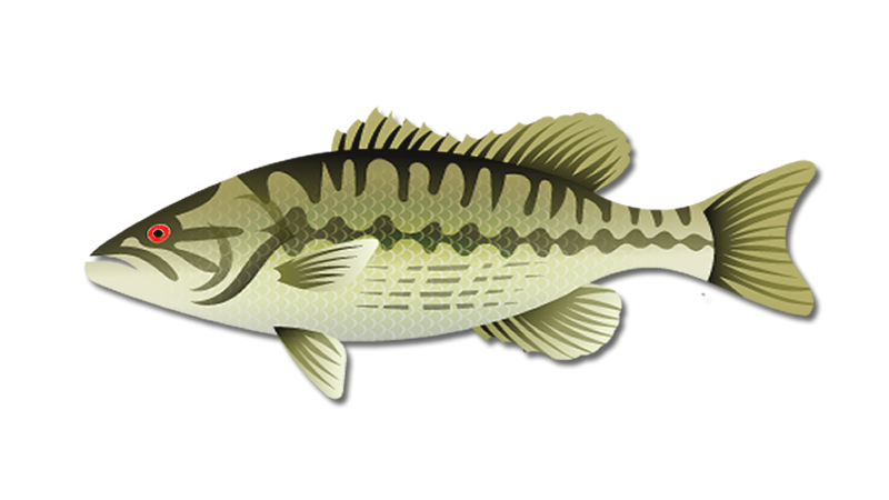 Explore / Bass Fishing - The Complete Guide. Voted #1 Freshwater ...