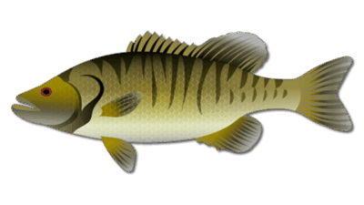 Shoal Bass 39 Shoal Bass