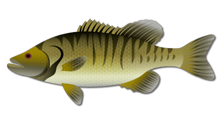 Shoal Bass