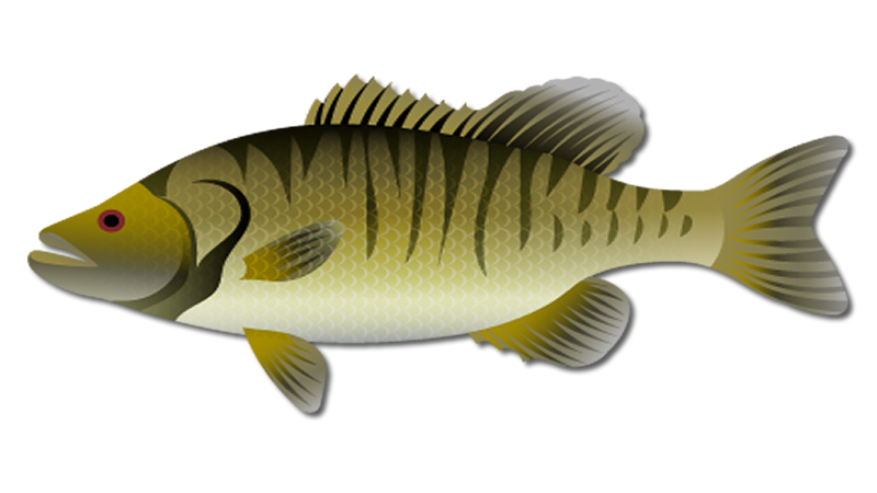 Shoal Bass