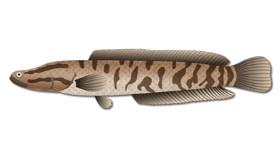 Snakehead