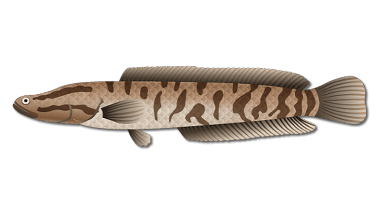 Snakehead