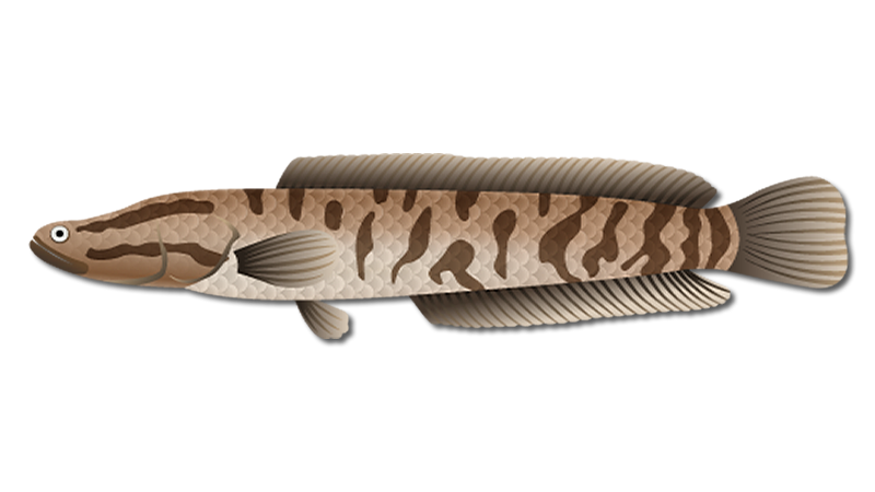 Snakehead