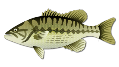 Spotted Bass 40 Spotted Bass