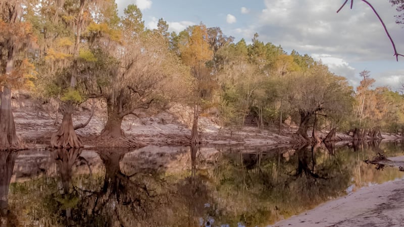 Suwannee River photo
