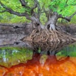 Suwannee River thumbnail