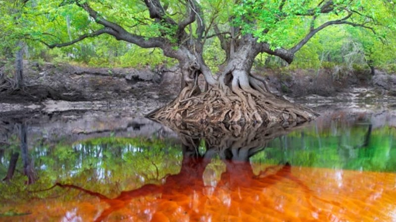 Suwannee River photo