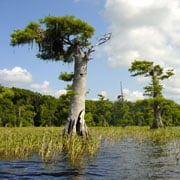 Lake Blue Cypress