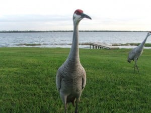 Lake Buffum