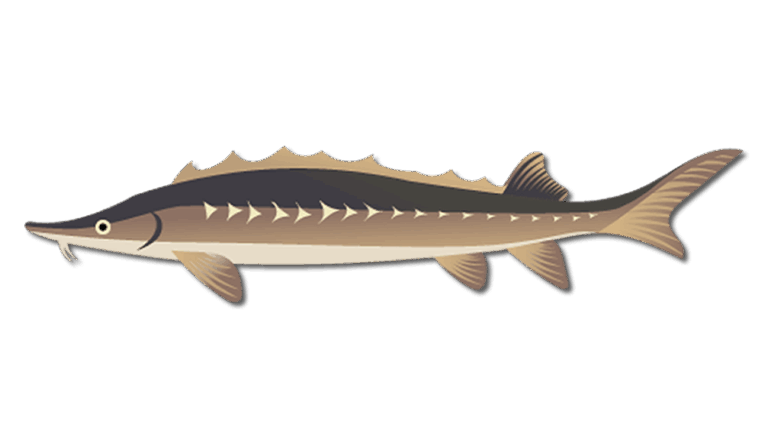 AMERICAN STURGEON