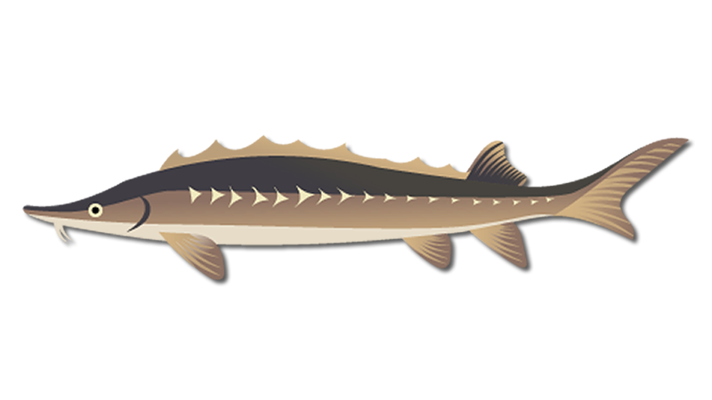 American Sturgeon