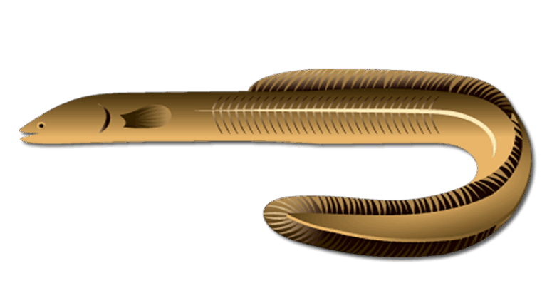 American Eel
